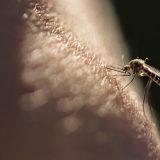 Malarija, komarci i medicina: Opaka bolest kojoj se može stati na put 5
