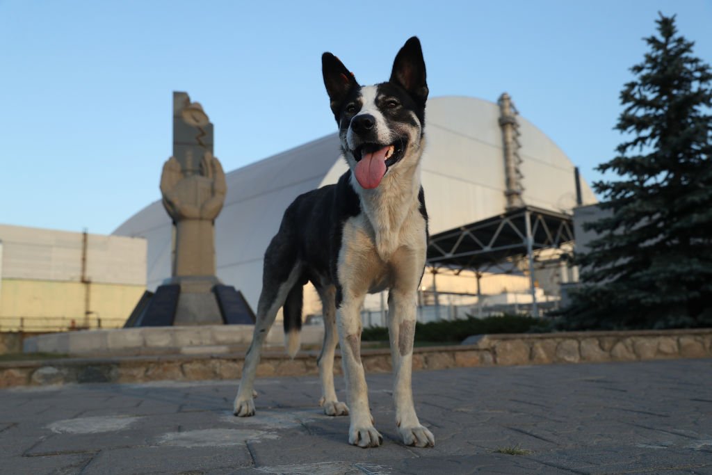 Ukrajina i katastrofa u Černobilju: Čuvari koji brinu o napuštenim psima u ozračenoj zoni 1 A stray dog stands at a monument outside the new, giant enclosure that covers devastated reactor number four at the Chernobyl nuclear power plant on August 18, 2017 near Chornobyl, Ukraine.