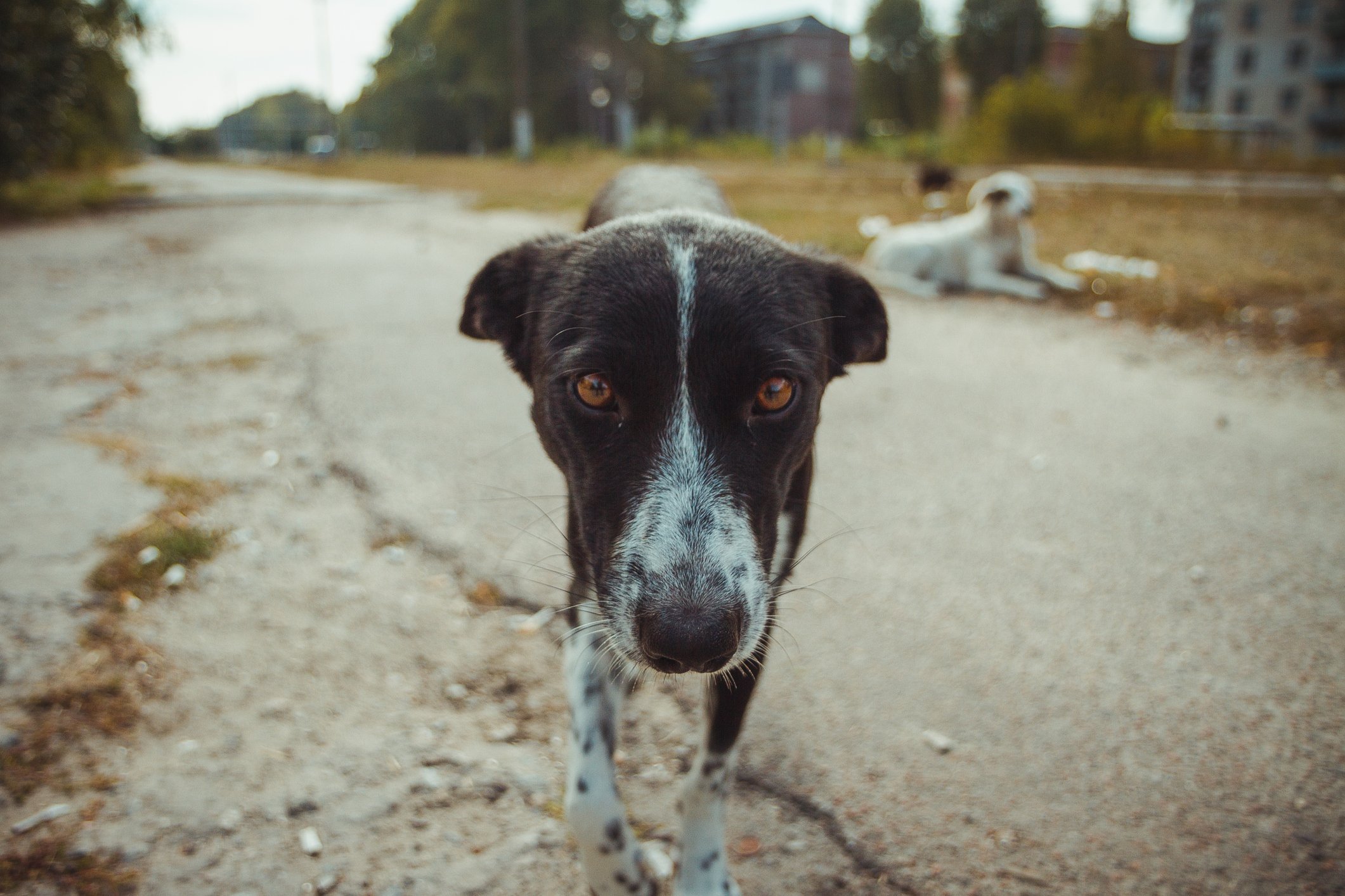 Ukrajina i katastrofa u Černobilju: Čuvari koji brinu o napuštenim psima u ozračenoj zoni 2 Homeless wild dog in old radioactive zone in Pripyat city - abandoned ghost town after nuclear disaster.