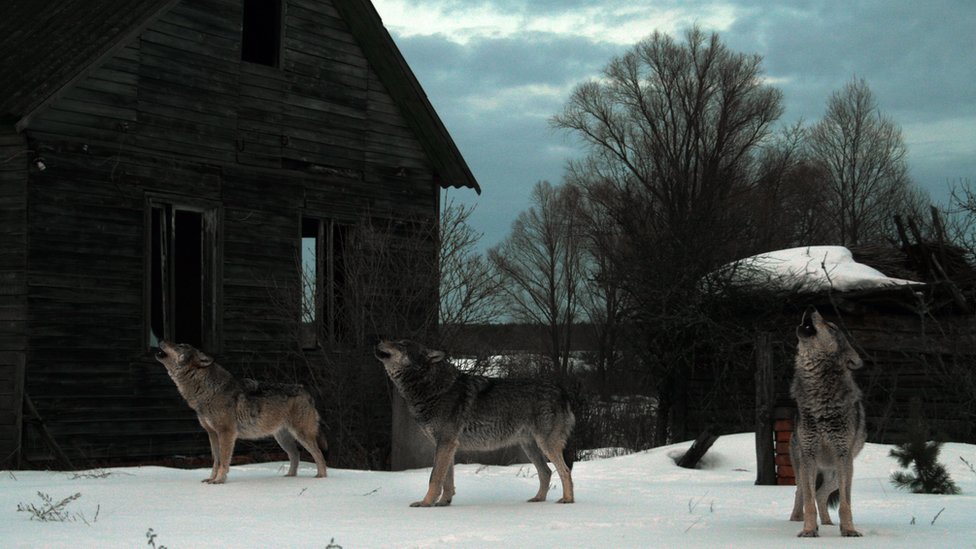 Wolves howl outside an abandoned building within the exclusion zone