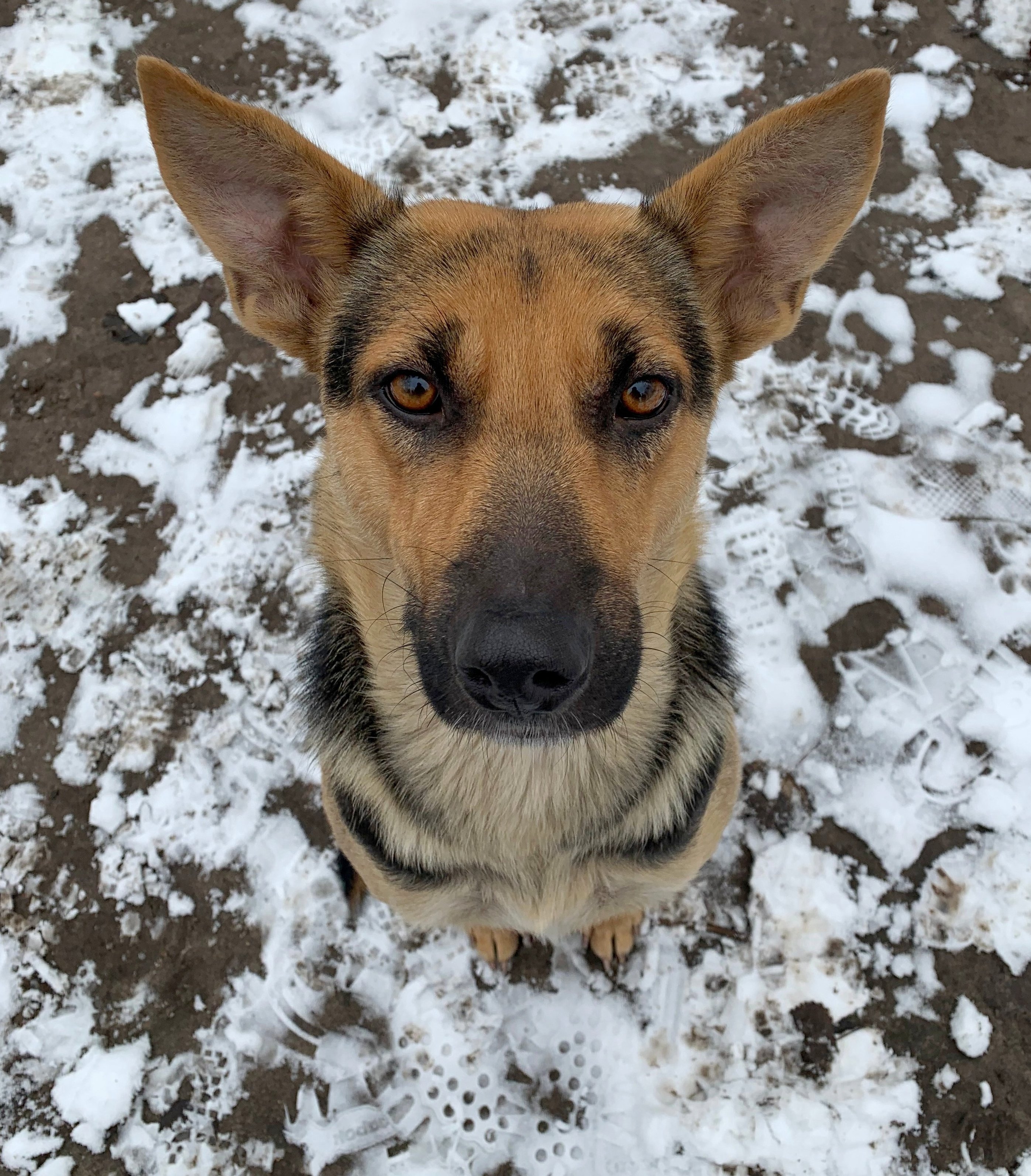 Ukrajina i katastrofa u Černobilju: Čuvari koji brinu o napuštenim psima u ozračenoj zoni 6 A hungry stray dog with sad eyes begs for food in the Chernobyl exclusion zone.