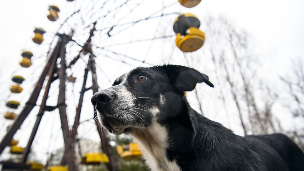 Ukrajina i katastrofa u Černobilju: Čuvari koji brinu o napuštenim psima u ozračenoj zoni 7 Dog in Abandoned amusement park in ghost town Prypiat in Chornobyl exclusion zone. Ukraine, December 2019