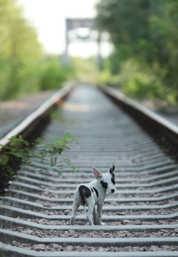 Ukrajina i katastrofa u Černobilju: Čuvari koji brinu o napuštenim psima u ozračenoj zoni 8 A stray puppy walks along abandoned train tracks near the Chernobyl nuclear power plant on August 19, 2017 near Chornobyl, Ukraine.