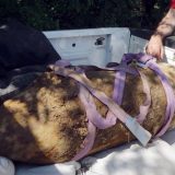 Uništena avio-bomba iz Drugog svetskog rata (FOTO) 4