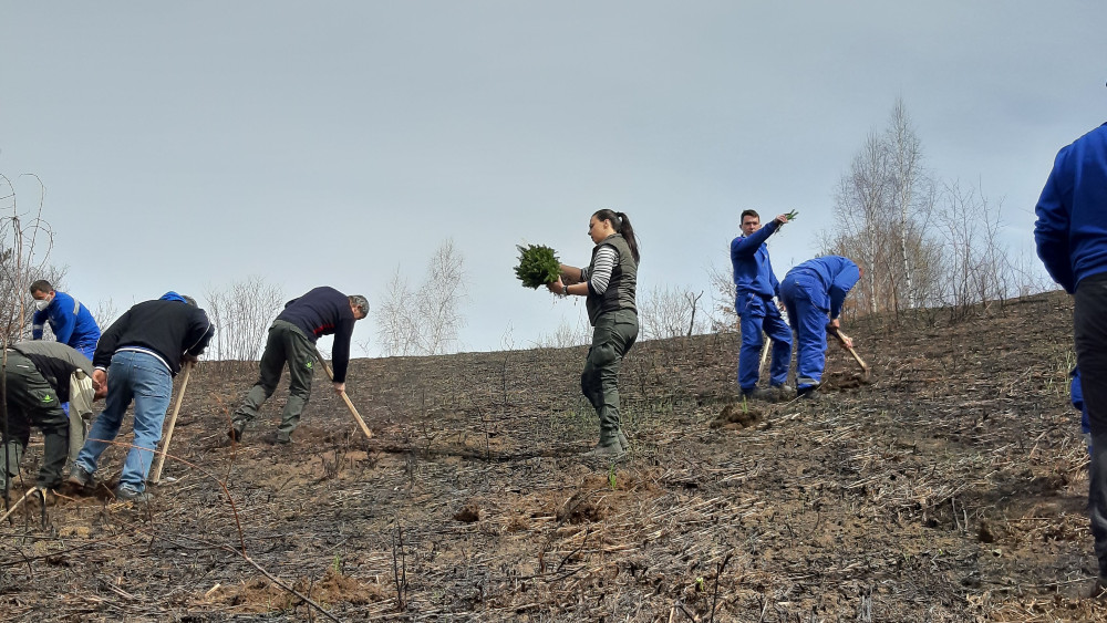 Vlasinska visoravan sa novom šumom 1