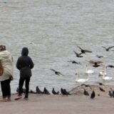 Više od pola tone otpada izvučeno tokom akcije čišćenja Dunava duž Keja oslobođenja 6