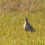 Stepski vivak prvi put u Srbiji 4