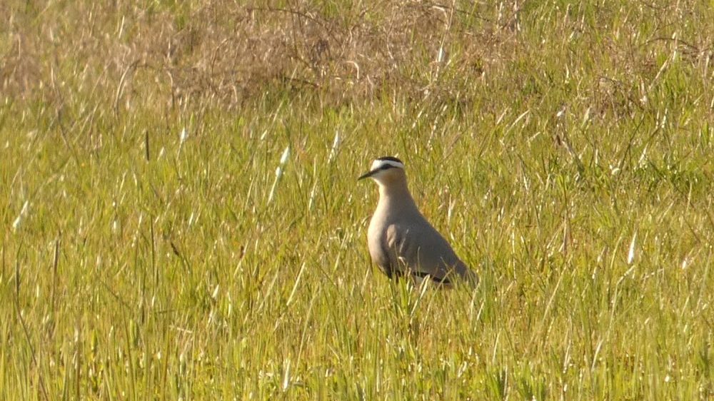 Stepski vivak prvi put u Srbiji 1