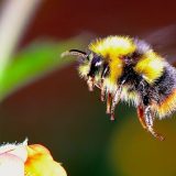 Keserović: Dobar rod voća i pored izmrzavanja, treba uvoziti bumbare zbog oprašivanja 14