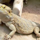 Šta nam otkriva san bradatog zmaja? 3