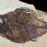 Kad fosili zaćute, šta nam kaže superkompjuter? 5