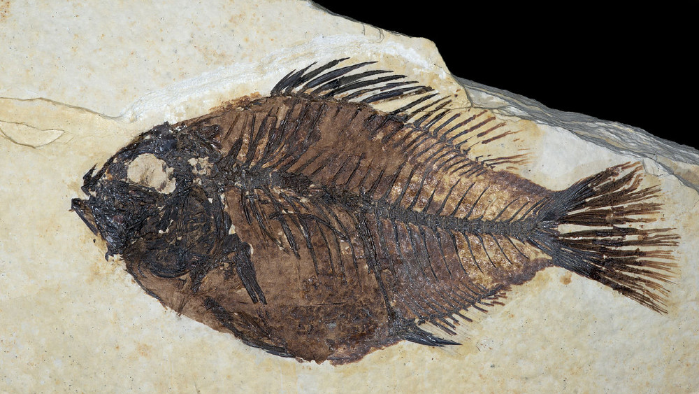 Kad fosili zaćute, šta nam kaže superkompjuter? 1