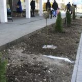 Negotin: Posađeno dekorativno zelenilo 9