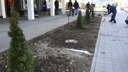 Negotin: Posađeno dekorativno zelenilo 1