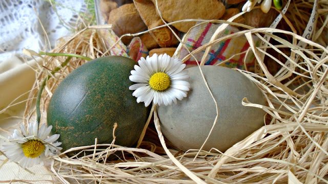 Uskršnja jaja - farbanje u ljubičastom kupusu 1