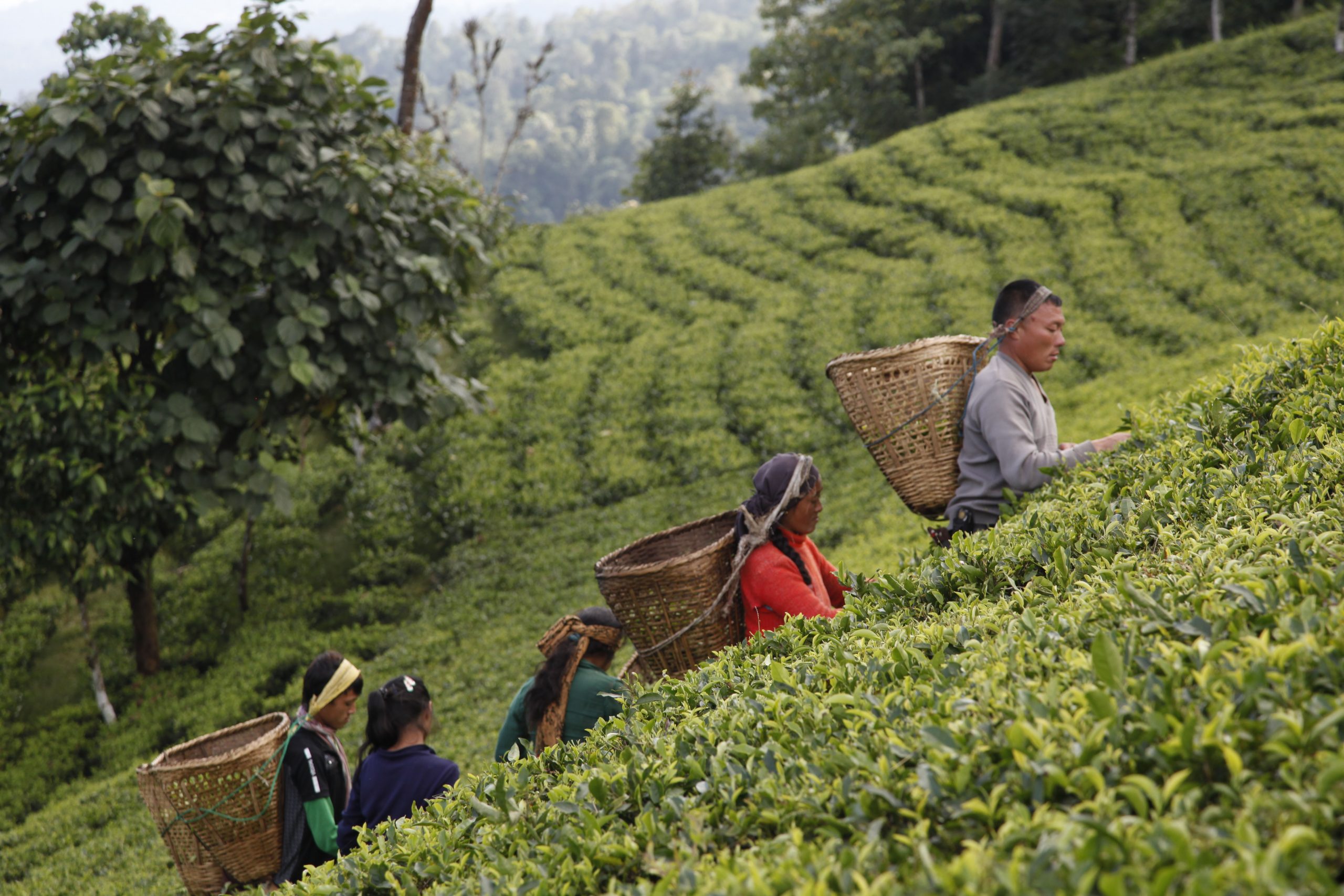 Šolja čaja znači da ste dobrodošli 2 Šolja čaja znači da ste dobrodošli 2