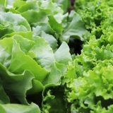 Australijanac pronašao otrovnu zmiju u zelenoj salati iz supermarketa 6