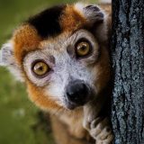 Klimatske promene daleko više prete endemskim vrstama 3