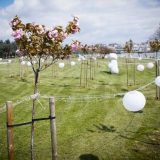 U Beogradu predstavljeni olimpijski krugovi od stabala japanske trešnje 4
