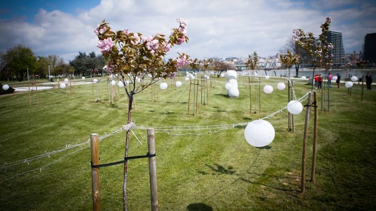U Beogradu predstavljeni olimpijski krugovi od stabala japanske trešnje 1