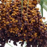 Odakle dolaze urme i zašto su tako važne? 14