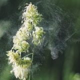 Kako se zaštiti od alergija u proleće 12