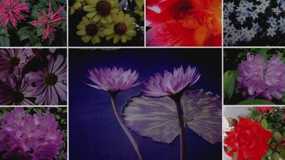 Amerika, Rusija i špijunaža: Novi detalji hapšenja ruskih špijuna 2010. godine 5 Foto s cvetami