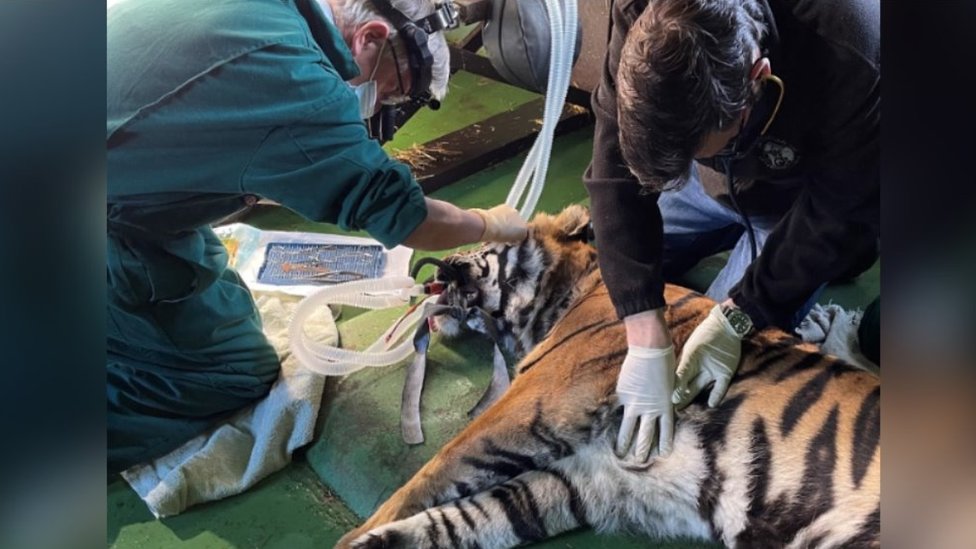 Vets operating on a tiger