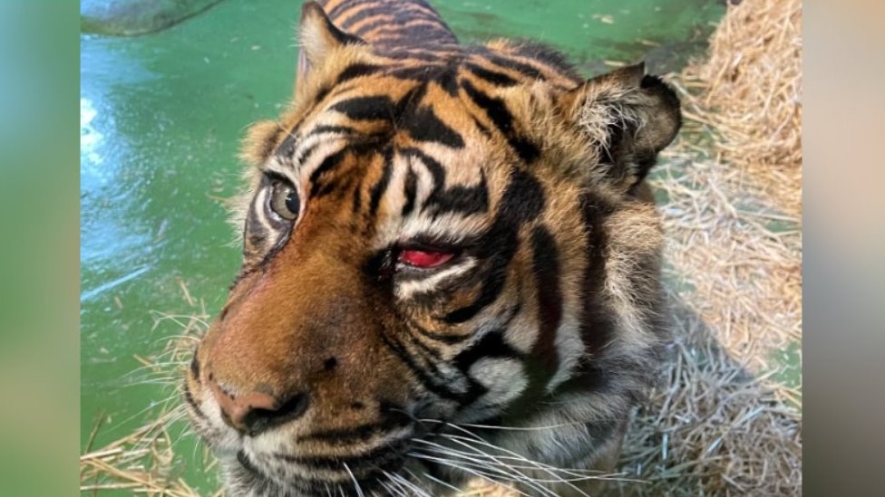 Tiger after eye operation