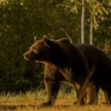 Životinje i lov: Princ iz Lihtenštajna osumnjičen da je ubio jednog od najvećih evropskih medveda 2