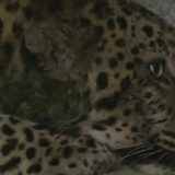 Kina, životinje: Sedam i kusur dana potrage za „ničijim" leopardom 6