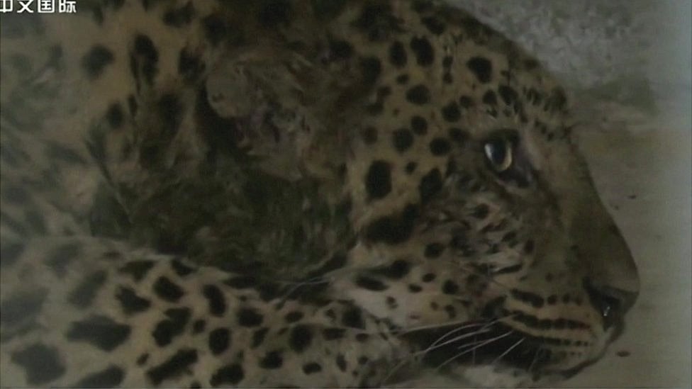 Jedan od leoparda koga su nadležni uhvatili