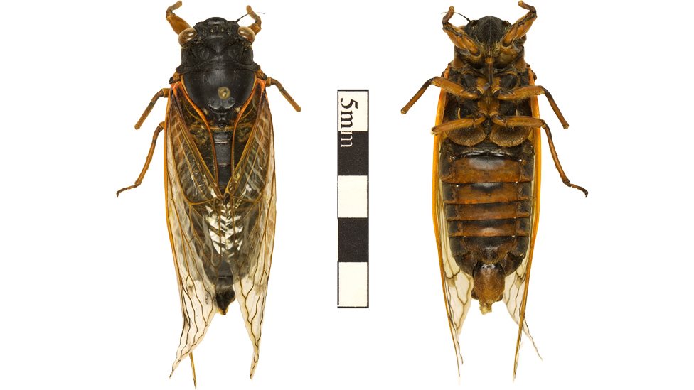 A specimen of a periodical cicada