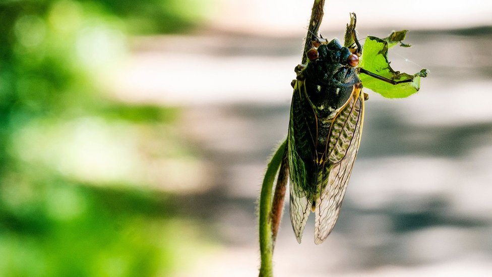 A cicada resting on a plant