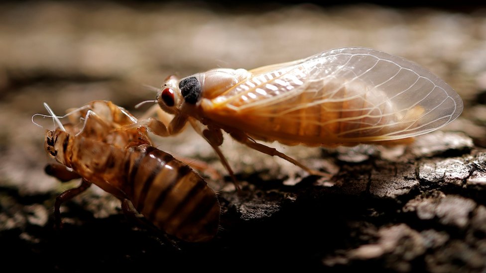 A periodical cicada drying its wings next to its exoskeleton