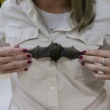 Slepi miševi u Srbiji: Istine i zablude o najomraženijim životinjama 6