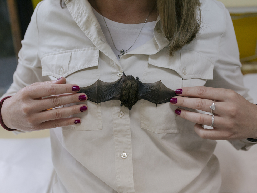 Slepi miševi u Srbiji: Istine i zablude o najomraženijim životinjama 1 slepi miš