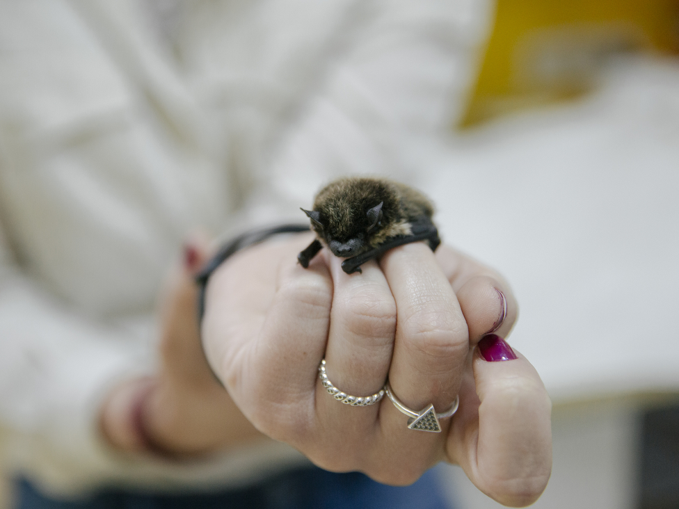 Slepi miševi u Srbiji: Istine i zablude o najomraženijim životinjama 2 slepi miš