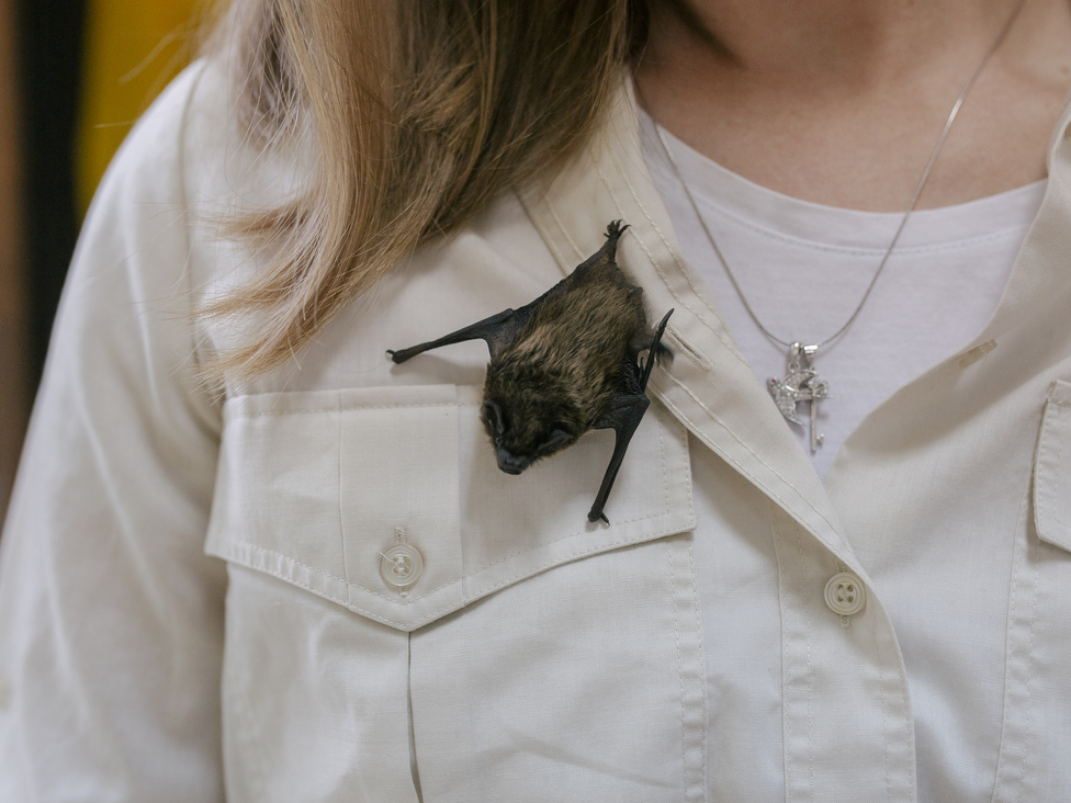 Slepi miševi u Srbiji: Istine i zablude o najomraženijim životinjama 3 slepi miš