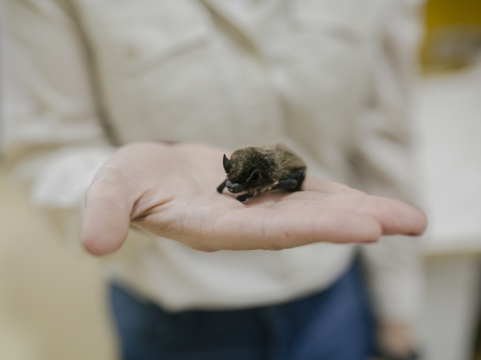 Slepi miševi u Srbiji: Istine i zablude o najomraženijim životinjama 4 slepi miš