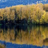 Prirodno obnovljene šume površine Francuske 4