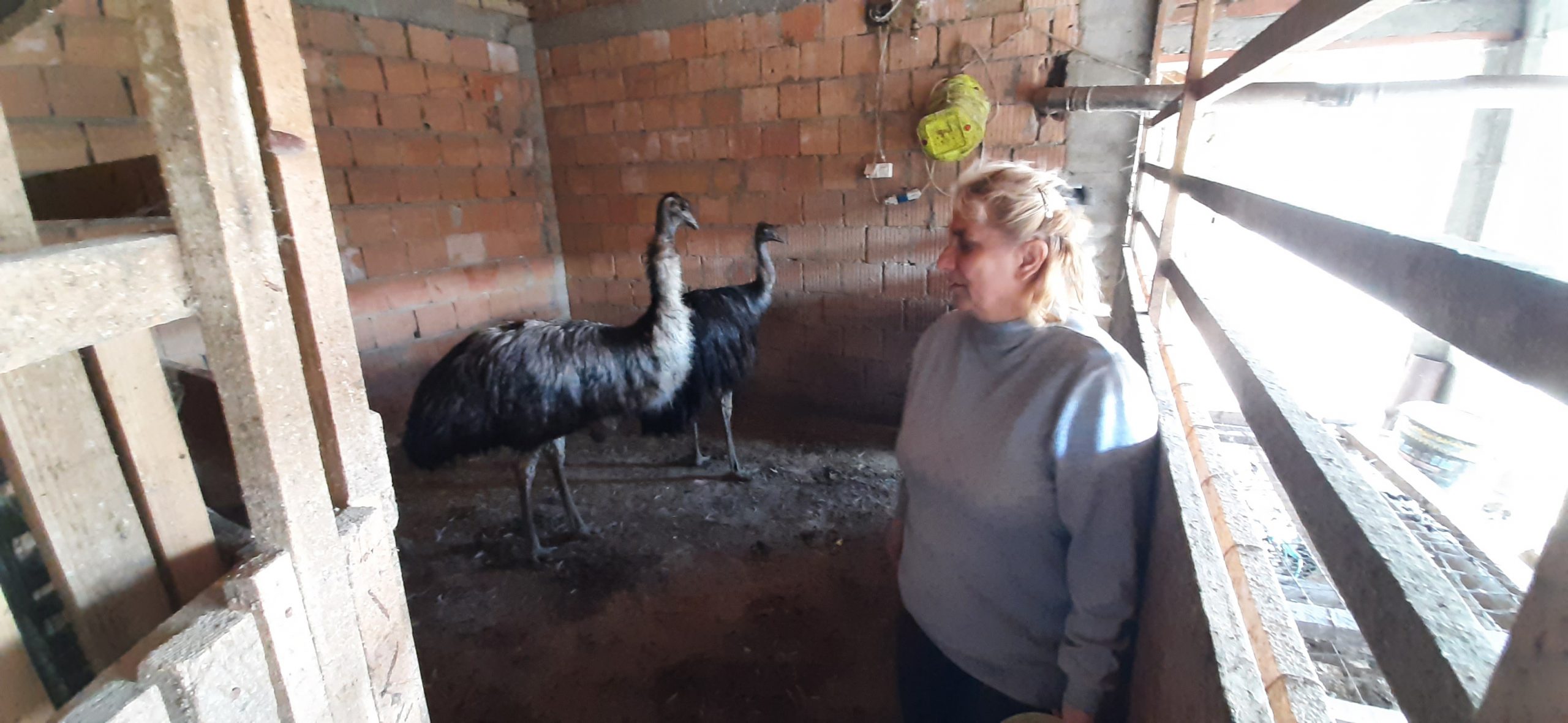 Banatski emu kljuca mobilne telefone 2 Banatski emu kljuca mobilne telefone 2