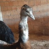 Banatski emu kljuca mobilne telefone 3