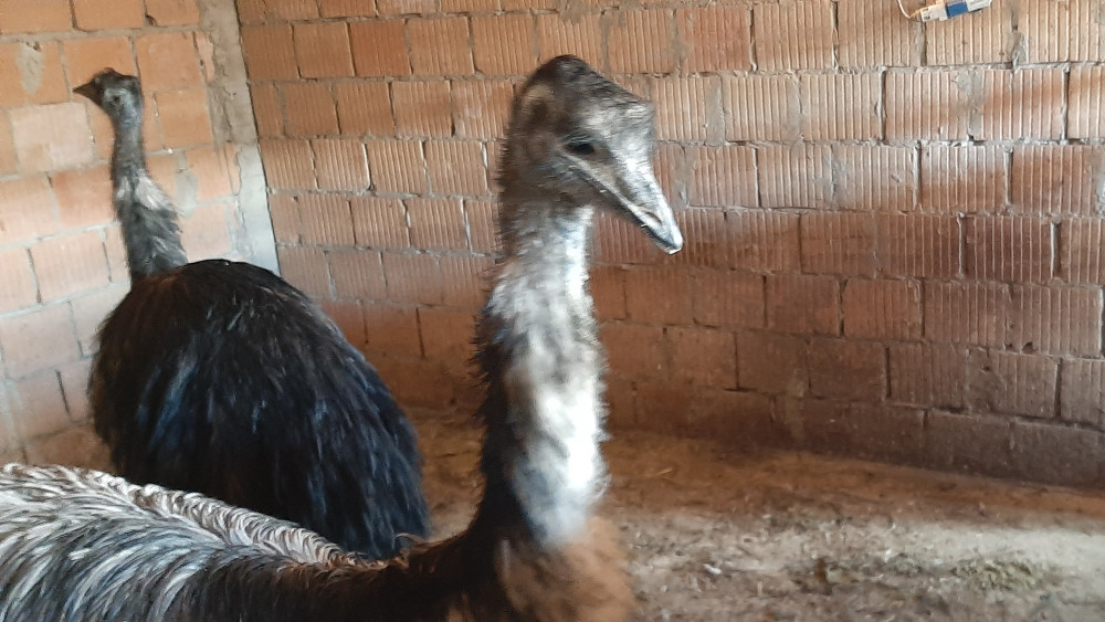 Banatski emu kljuca mobilne telefone 1