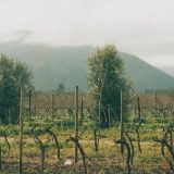 Čile: Andi iznad vinograda Maipa 6