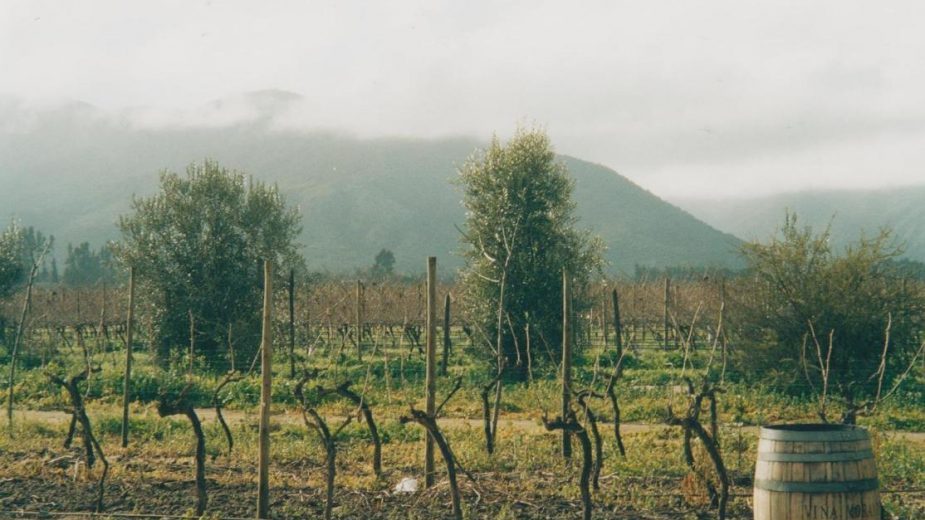 Čile: Andi iznad vinograda Maipa 1
