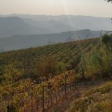 Barolo: O kraljevskoj familiji vina 7
