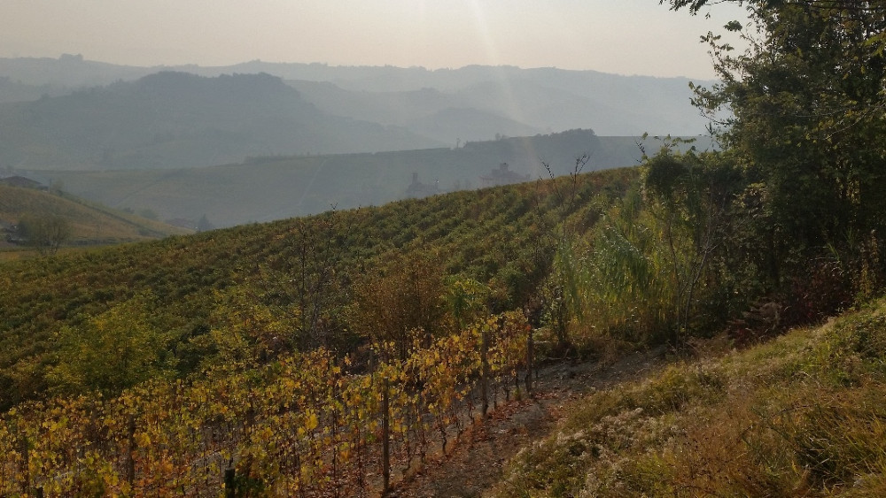 Barolo: O kraljevskoj familiji vina 1