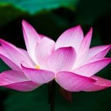 Vijetnam: Slike žrtava jednog rata 13