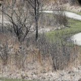 U SAD na popisu stanovništva izvor podataka i komšije 4